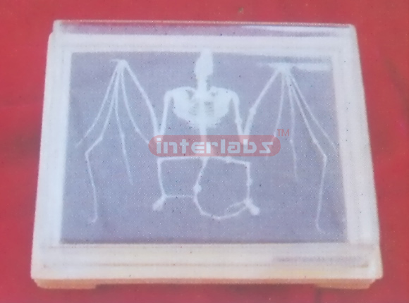 BAT SKELETON